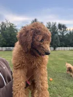 Bella, a female Poodle - Miniature  and Poodle - Standard  for sale in Nashville, TN – 3 of 3