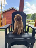 Sophie, a female Poodle - Miniature  and Poodle - Standard  for sale in Nashville, TN – 4 of 7