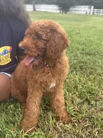 Sophie, a female Poodle - Miniature  and Poodle - Standard  for sale in Nashville, TN – 2 of 2