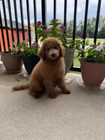 Bella, a female Poodle - Miniature  and Poodle - Standard  for sale in Nashville, TN – 4 of 6