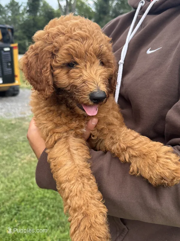 Bo – Poodle - Miniature , Poodle - Standard  puppy for sale in Nashville, TN