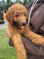 Bo, a male Poodle - Miniature  and Poodle - Standard  for sale in Nashville, TN – 1 of 5