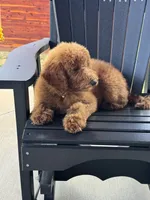 Sophie, a female Poodle - Miniature  and Poodle - Standard  for sale in Nashville, TN – 5 of 7