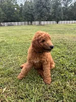 Bo, a male Poodle - Miniature  and Poodle - Standard  for sale in Nashville, TN – 3 of 5