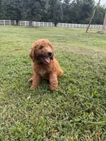 Bo, a male Poodle - Miniature  and Poodle - Standard  for sale in Nashville, TN – 4 of 5