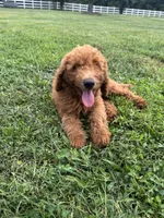 Coco, a male Poodle - Miniature  and Poodle - Standard  for sale in Nashville, TN – 2 of 4