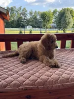 Bella, a female Poodle - Miniature  and Poodle - Standard  for sale in Nashville, TN – 2 of 6