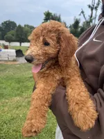 Max, a male Poodle - Miniature  and Poodle - Standard  for sale in Nashville, TN – 1 of 4