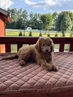 Bella, a female Poodle - Miniature  and Poodle - Standard  for sale in Nashville, TN – 3 of 6