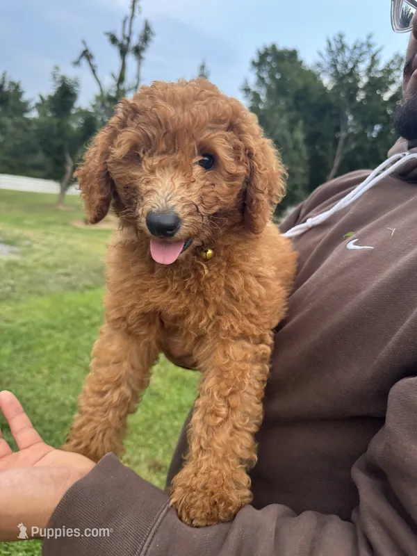 Bella – Poodle - Miniature , Poodle - Standard  puppy for sale in Nashville, TN
