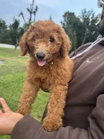 Bella, a female Poodle - Miniature  and Poodle - Standard  for sale in Nashville, TN – 1 of 3