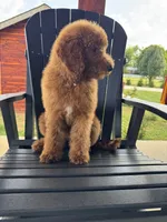 Sophie, a female Poodle - Miniature  and Poodle - Standard  for sale in Nashville, TN – 3 of 7