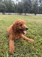 Bo, a male Poodle - Miniature  and Poodle - Standard  for sale in Nashville, TN – 5 of 5