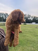 Max, a male Poodle - Miniature  and Poodle - Standard  for sale in Nashville, TN – 4 of 4