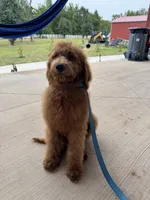 Coco, a male Poodle - Miniature  and Poodle - Standard  for sale in Nashville, TN – 3 of 5