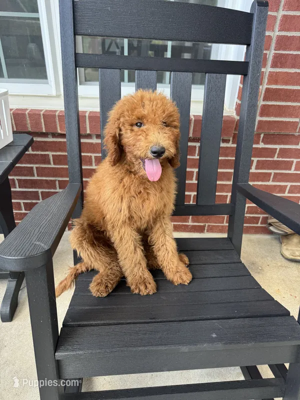 Coco – Poodle - Miniature , Poodle - Standard  puppy for sale in Nashville, TN