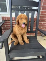 Coco, a male Poodle - Miniature  and Poodle - Standard  for sale in Nashville, TN – 1 of 5