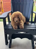 Sophie, a female Poodle - Miniature  and Poodle - Standard  for sale in Nashville, TN – 6 of 7
