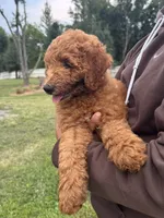 Bo, a male Poodle - Miniature  and Poodle - Standard  for sale in Nashville, TN – 2 of 5
