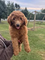 Bella, a female Poodle - Miniature  and Poodle - Standard  for sale in Nashville, TN – 2 of 3