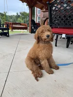 Coco, a male Poodle - Miniature  and Poodle - Standard  for sale in Nashville, TN – 4 of 5
