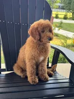 Sophie, a female Poodle - Miniature  and Poodle - Standard  for sale in Nashville, TN – 2 of 7