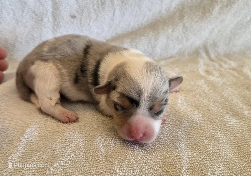 Male 1 – Pembroke Welsh Corgi puppy for sale in Trinidad, CO