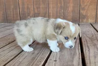 Female 1, a female Pembroke Welsh Corgi for sale in Trinidad, CO – 5 of 10