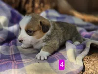 Female 4, a female Pembroke Welsh Corgi for sale in Trinidad, CO – 5 of 10