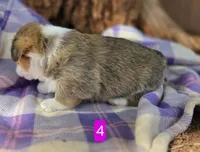 Female 4, a female Pembroke Welsh Corgi for sale in Trinidad, CO – 8 of 10