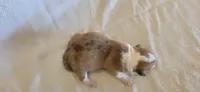 Female 1, a female Pembroke Welsh Corgi for sale in Trinidad, CO – 2 of 2