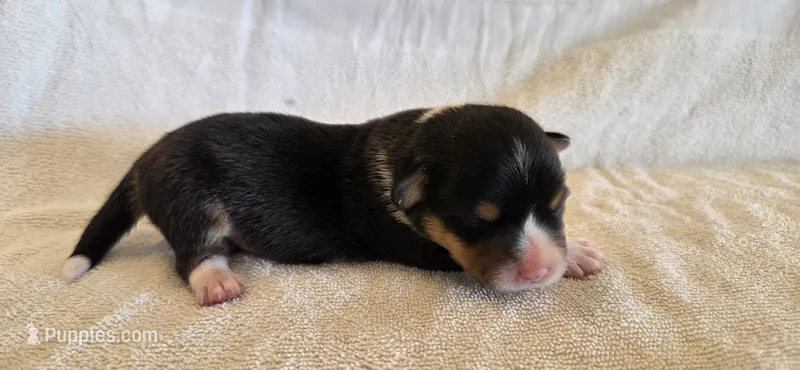 Male 3 – Pembroke Welsh Corgi puppy for sale in Trinidad, CO