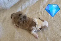 Male 2, a male Pembroke Welsh Corgi for sale in Trinidad, CO – 2 of 2