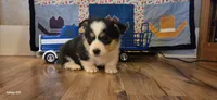 Male 1, a male Pembroke Welsh Corgi for sale in Trinidad, CO – Photo 1 of 3