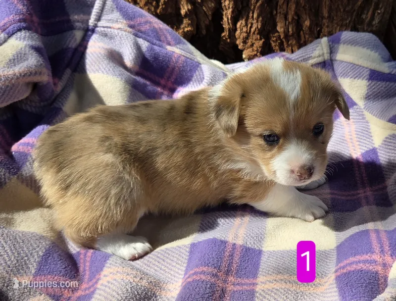 Female 1 – Pembroke Welsh Corgi puppy for sale in Trinidad, CO