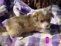 Female 1, a female Pembroke Welsh Corgi for sale in Trinidad, CO – 7 of 10