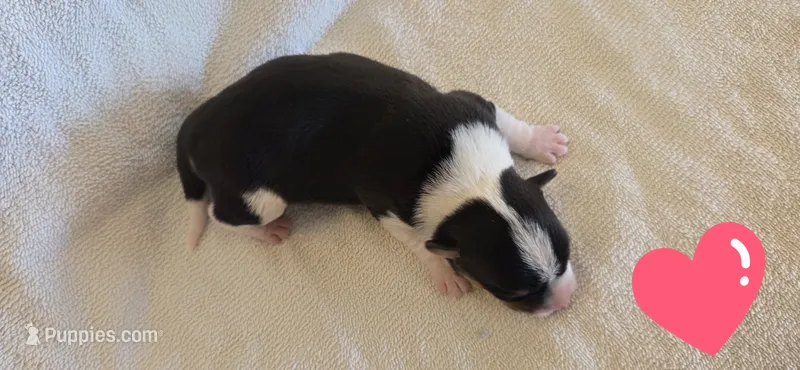 Female 3 – Pembroke Welsh Corgi puppy for sale in Trinidad, CO