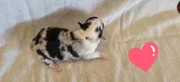 Female 2, a female Pembroke Welsh Corgi for sale in Trinidad, CO – 2 of 2