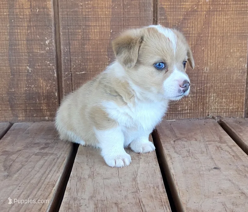 Female 1 – Pembroke Welsh Corgi puppy for sale in Trinidad, CO