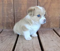 Female 1, a female Pembroke Welsh Corgi for sale in Trinidad, CO – 1 of 10