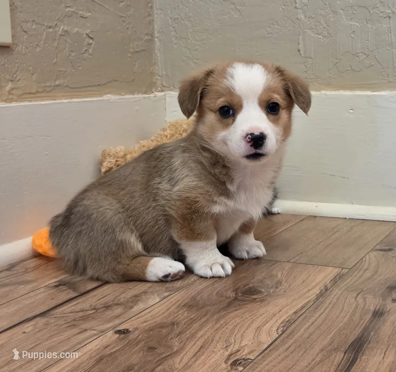 Female 4 – Pembroke Welsh Corgi puppy for sale in Trinidad, CO