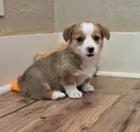 Female 4, a female Pembroke Welsh Corgi for sale in Trinidad, CO – 1 of 10