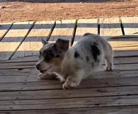 Male puppy, a male Pembroke Welsh Corgi for sale in Trinidad, CO – 5 of 5