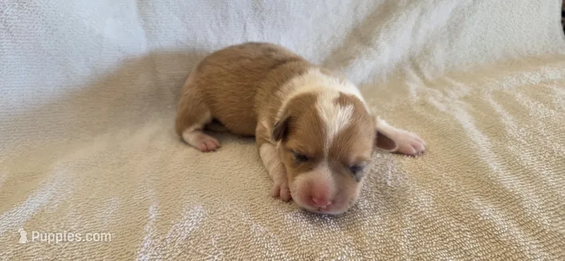 Female 1 – Pembroke Welsh Corgi puppy for sale in Trinidad, CO