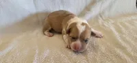 Female 1, a female Pembroke Welsh Corgi for sale in Trinidad, CO – 1 of 2