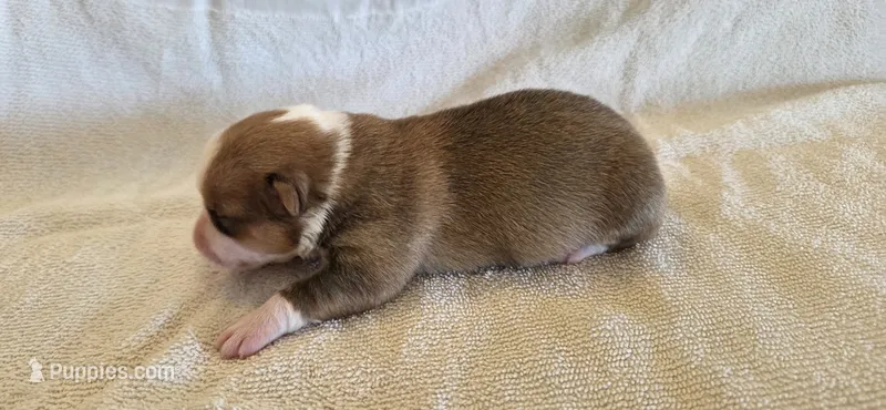 Female 4 – Pembroke Welsh Corgi puppy for sale in Trinidad, CO