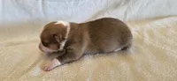 Female 4, a female Pembroke Welsh Corgi for sale in Trinidad, CO – 1 of 2