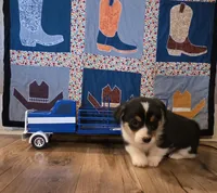 Male 2, a male Pembroke Welsh Corgi for sale in Trinidad, CO – Photo 2 of 4