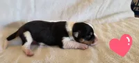 Female 3, a female Pembroke Welsh Corgi for sale in Trinidad, CO – 2 of 2