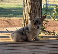 Male puppy, a male Pembroke Welsh Corgi for sale in Trinidad, CO – 4 of 5